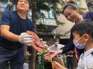 灵芝怎么种植方法视频(视频｜深圳一社区长出野生灵芝，居民喜开采摘会)