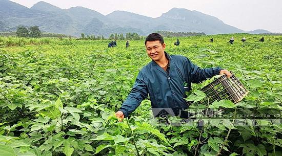 广西宜州：这棵不起眼的野生植物摇身变作农民的“摇钱树”，助力脱贫攻坚，“钱”景光明