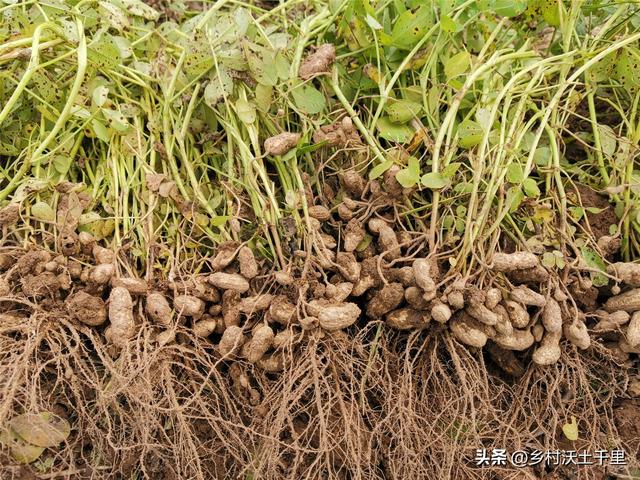 花生种植最佳行距株距是多少？花生种植深度多少厘米？快来学习吧