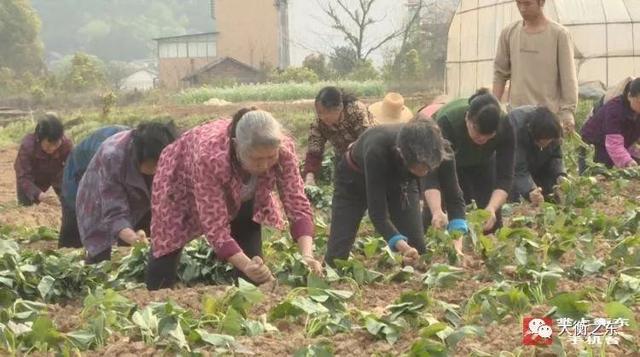 追梦路上青春衡东：吴集杨梓坪村栽种紫薯播撒希望