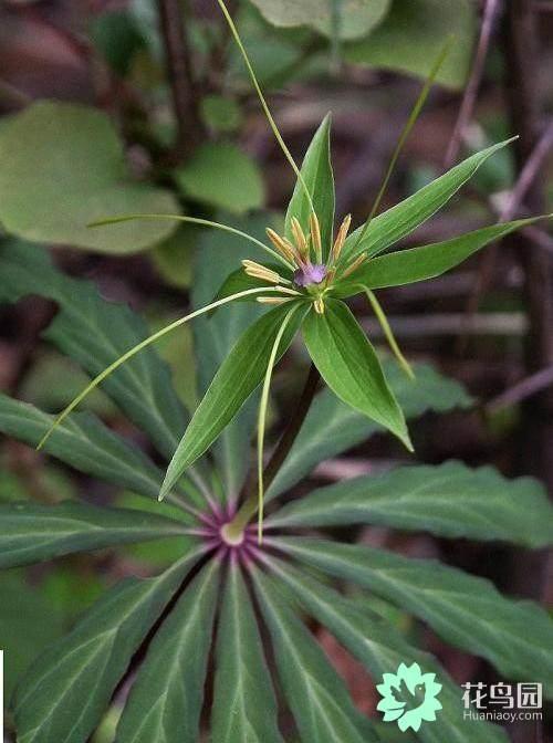 七叶一枝花种植方法