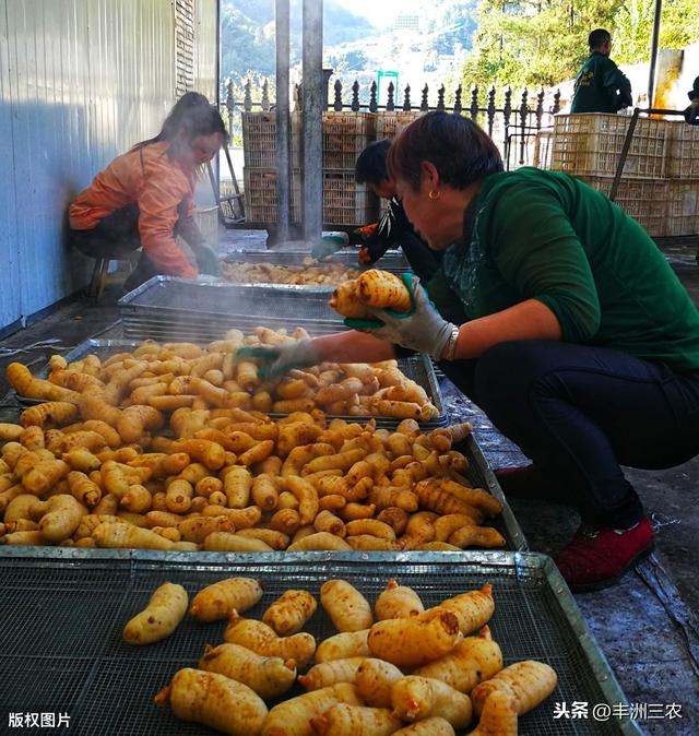 天麻优质高产高效栽培技术，这样做比较好，你知道吗