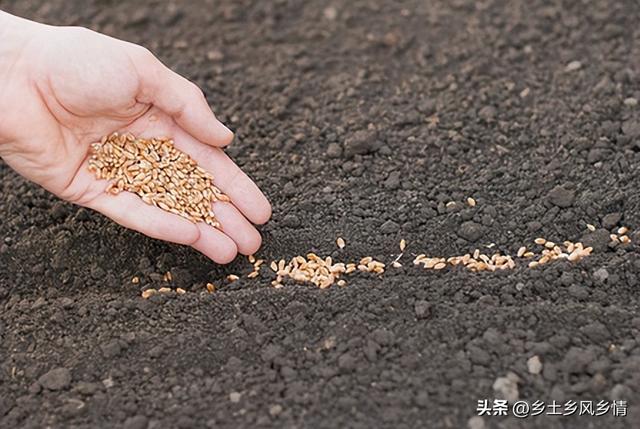 都知道霜降种麦，但你知道小麦播种后遇到的5大问题怎么处理吗
