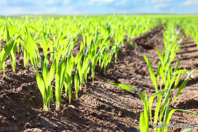 农谚“寒露油菜霜降麦”，立冬后播种小麦迟吗？应该注意3个问题