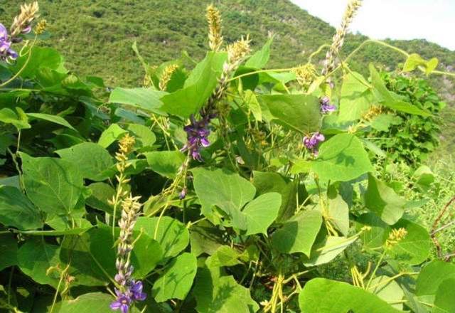 植物中最特殊的一种类群，它们必须依附在它物上才能生长