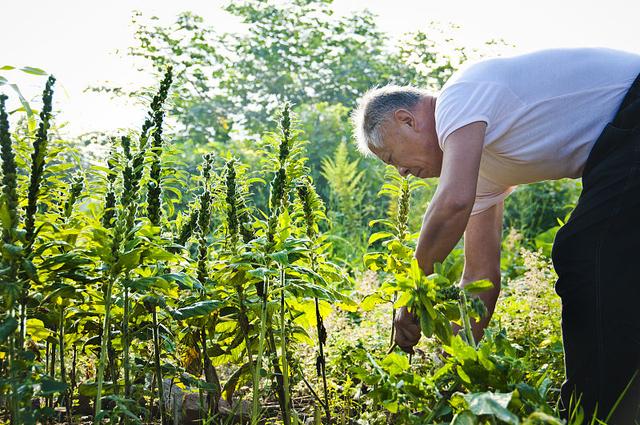 芝麻经济价值可观，种植技术简单，4步搞定芝麻种植