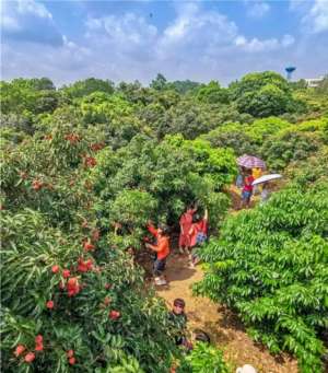 南药种植基地简介(这个粤西小镇，坐拥南药、荔枝两省级基地，究竟有何乾坤？)