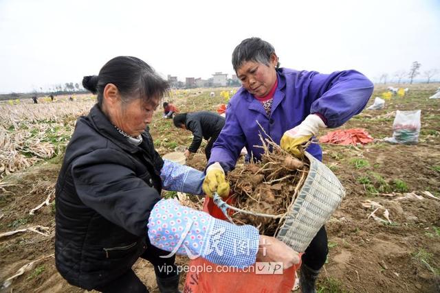 江西新余：中药材种植富农家