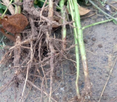 四季豆怎么种植产量高，效益好呢？（内附种植技术要点）