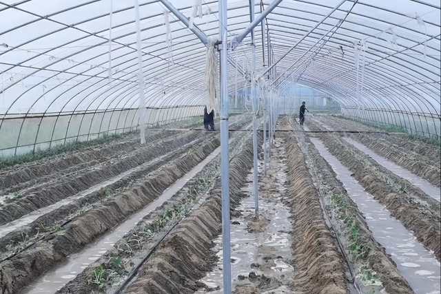 瓜果重茬种植根弱产量低，开始换成无土栽培，省钱长势好