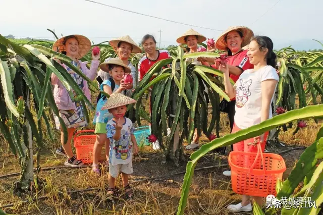 广西桂林恭城龙虎乡：火龙果采摘乐