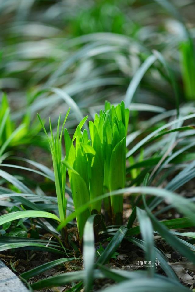 植物笔记：长生不老的仙草到麦冬