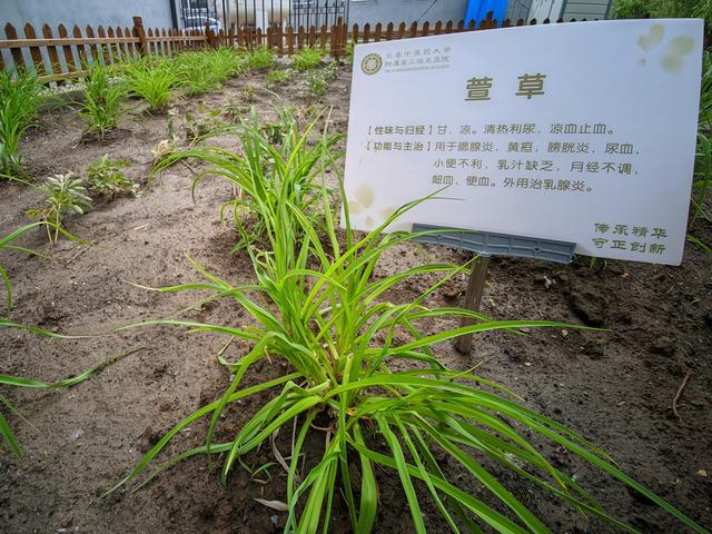 药圃无凡草 药香蕴仁心 长春中医药大学附属第三临床医院积极打造杏林药圃