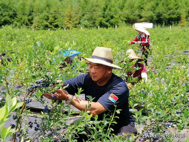 蓝莓一年四季各有哪些生长规律特性？蓝莓春夏秋冬四季如何修剪？