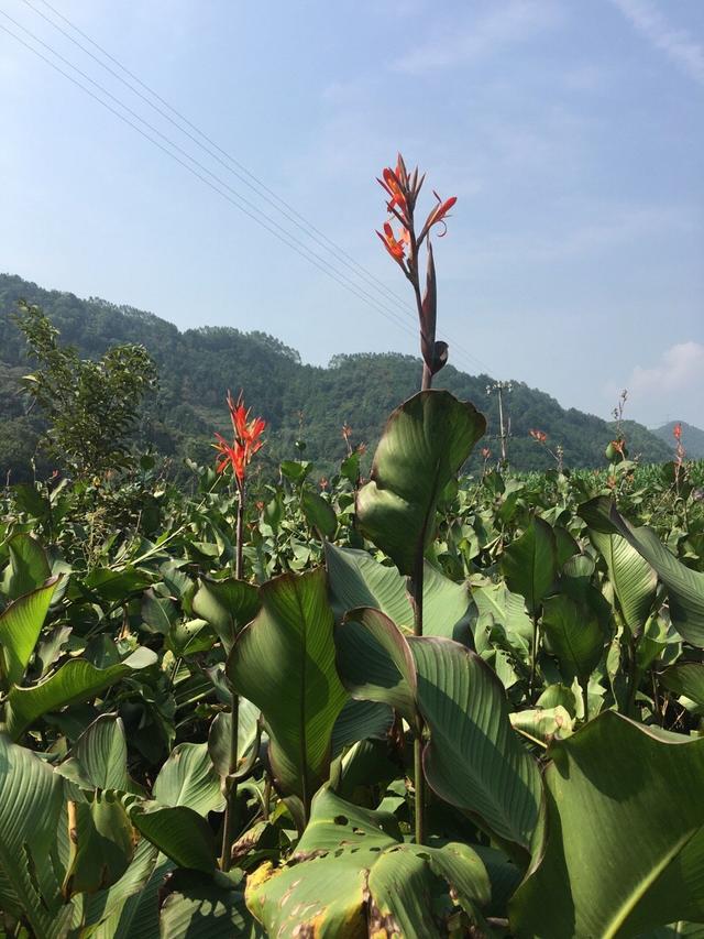 旱藕花又开了