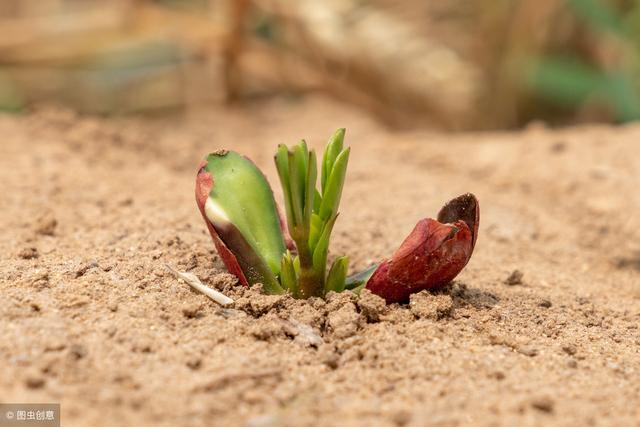 今年种植花生，这些内容要记清！什么时候？怎么种？全有了！