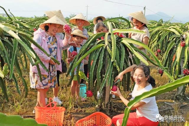 广西桂林恭城龙虎乡：火龙果采摘乐