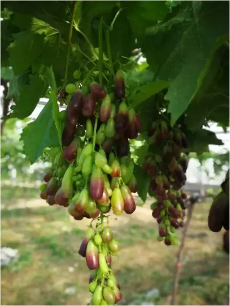 甜蜜蓝宝石栽培现状最新总结