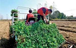 油莱种植时间(怎样确定油菜适宜的移栽期？怎样提高油菜移栽质量和成活率 ？)