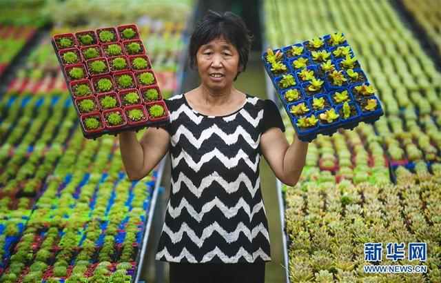 河北安平：花卉飘香富农家