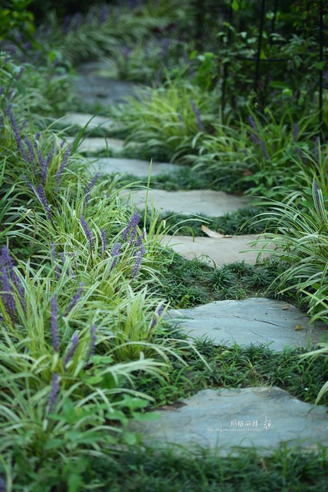 植物笔记：长生不老的仙草到麦冬