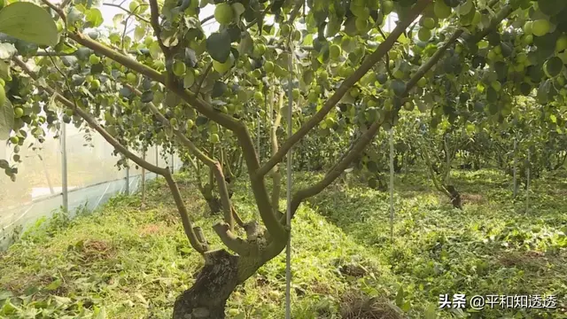 青枣大棚种植技术(青枣套种百香果，一份土地产生两份收益)