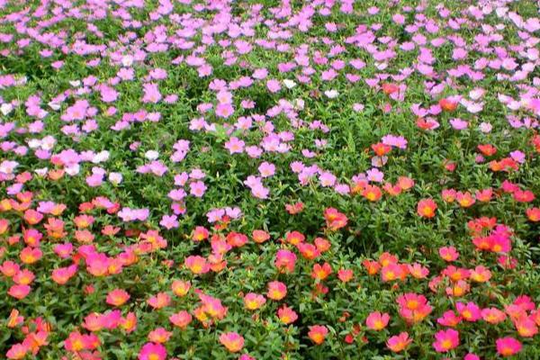 大花马齿苋别名太阳花，大部分生于山坡、田野间