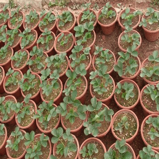 家庭种植草莓这样管，元旦春节时草莓长得好结得多