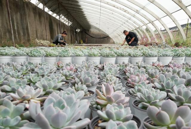 （经济）河北秦皇岛：特色观赏植物种植助农增收