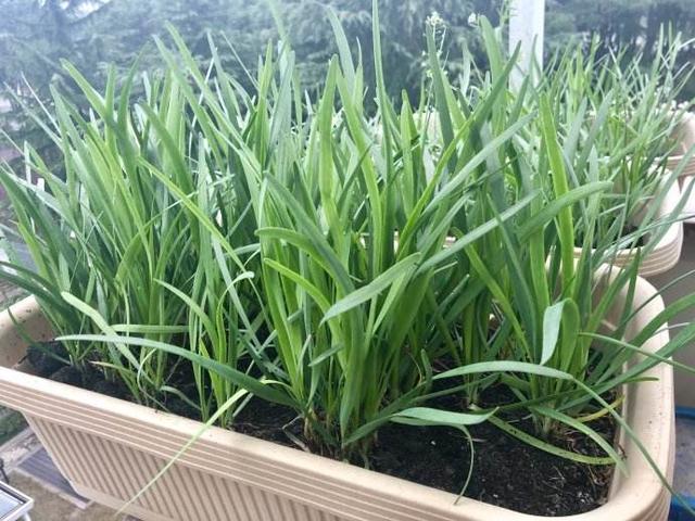 6、7月阳台种4种菜，只要肥水足，叶绿果实多，收获一茬接一茬