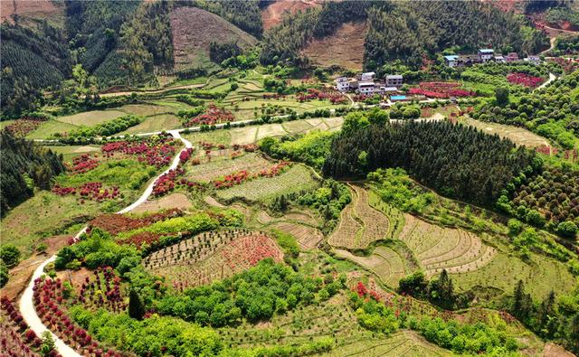 桂林：中国梦追梦人｜种植红枫闯出致富路的陈立桥