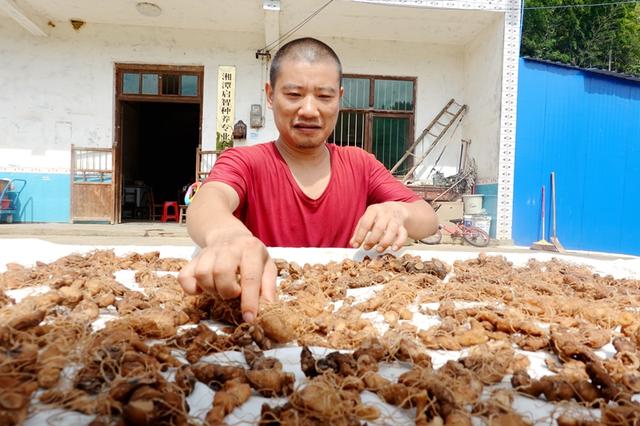 湘潭县：返乡创业种黄精 致富路上“药”飘香