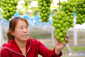 葡萄种植致富(山东莱西：葡萄“串”起村民致富路)