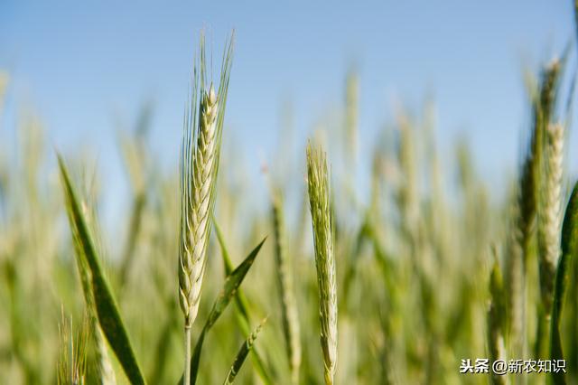 小麦栽培技术及病虫害防治措施，不注意这些问题！可不行