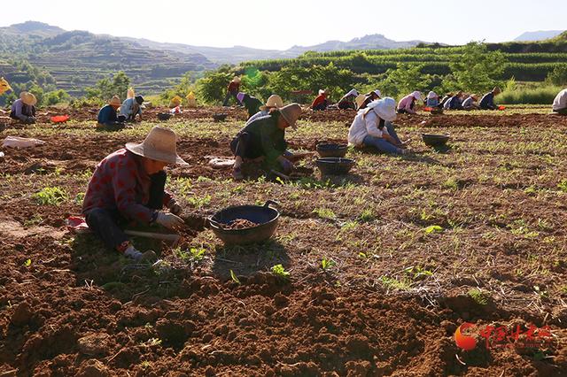 西和：半夏成为群众增收致富支柱产业