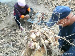 玄参种植技术及亩收益(农村人种植玄参，亩赚4000多元，笑称比种小麦省事儿)