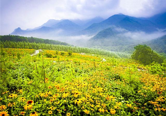 黄金菊花漫山遍野三千亩，它有一个不为人知的名字叫“黑心菊”