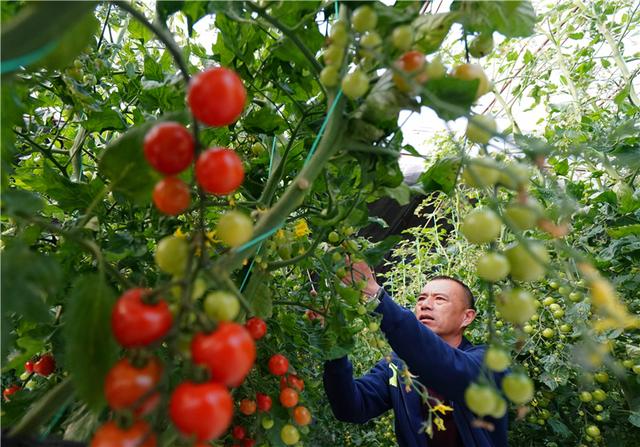 秦皇岛：特色种植助农增收