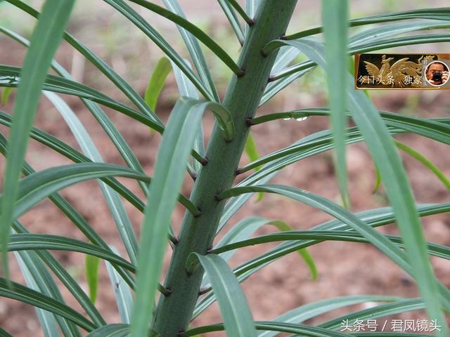 湖北宜昌：乡村，农家庭院种植百合做观赏植物！百合入药润肺止咳