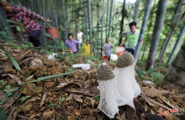 广西山区贫困农民种植竹荪助脱贫