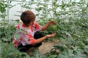 西瓜的种植技术(西瓜高产栽培管理，五点主要技术措施)