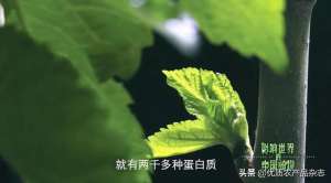 河北适合种植桑树吗(饲料桑产业发展要尽快解决两个问题)