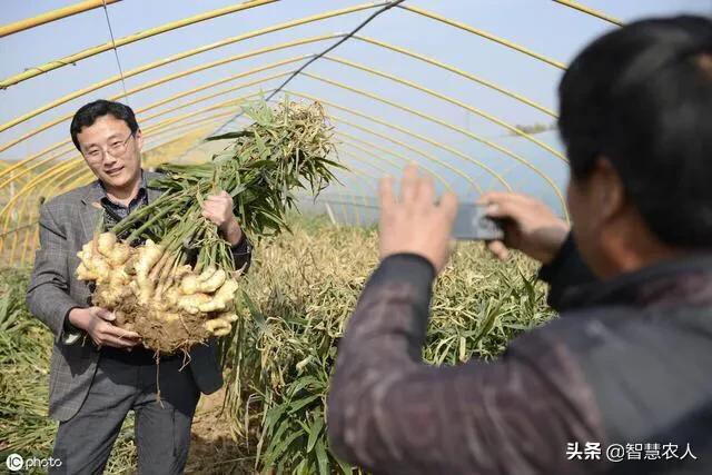 生姜种植如何才能高产品质好？做好这5点，亩产万斤不是梦