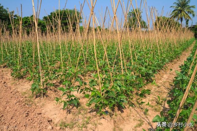 豆角怎么种产量高？老农教你6个技巧，结果一茬接一茬，产量倍增