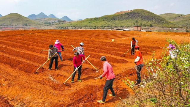 广西平乐：万亩红土地 葛根春种忙