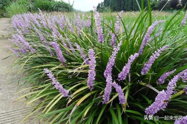 阴凉处也能种植的5种花，皮实好养又耐阴，一次养十盆不嫌多