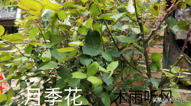 月季花容易养活吗？月季花什么时候移栽比较好？