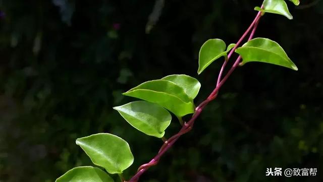 这种植物营养好，还能装扮庭院，四季均可采摘，亩产能达8000斤