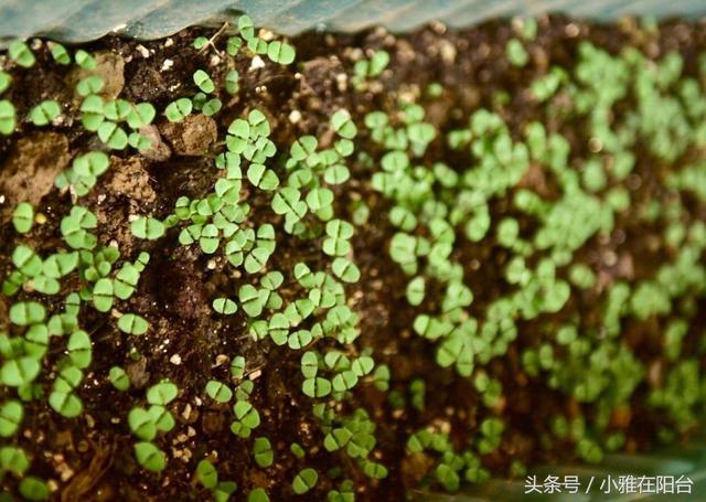 阳台花盆种荆芥，从播种到收获全过程记录，一个小窍门荆芥长疯了