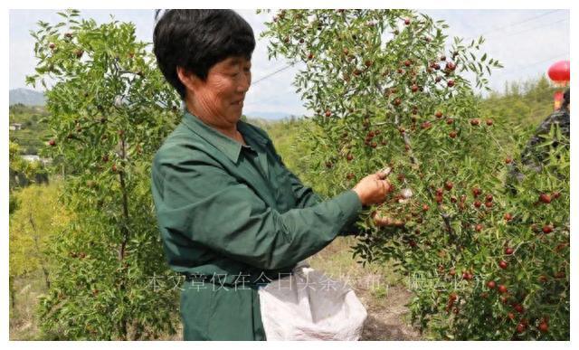 暴涨到1000元一公斤的药材，种植一亩利润能达到16万元以上！